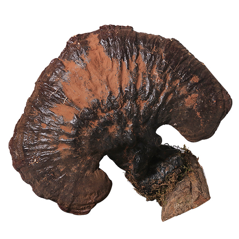 正品保证松杉灵芝官方旗舰店精选老龄整枝野生孢子粉整枝灵芝