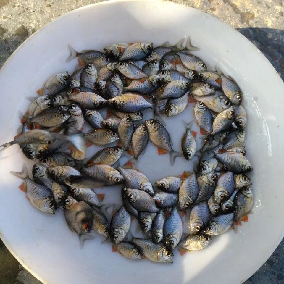 鱼苗新品淡水白鲳红鲳食用鲳鱼活体包邮红腹鲳鱼