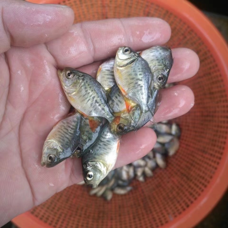 鱼苗新品淡水白鲳红鲳食用鲳鱼活体包邮红腹鲳鱼