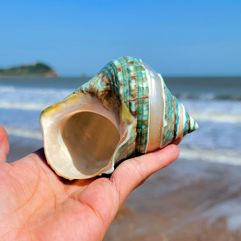 天然超大海螺贝壳绿螺莹光螺卷贝鱼寄居专用海螺