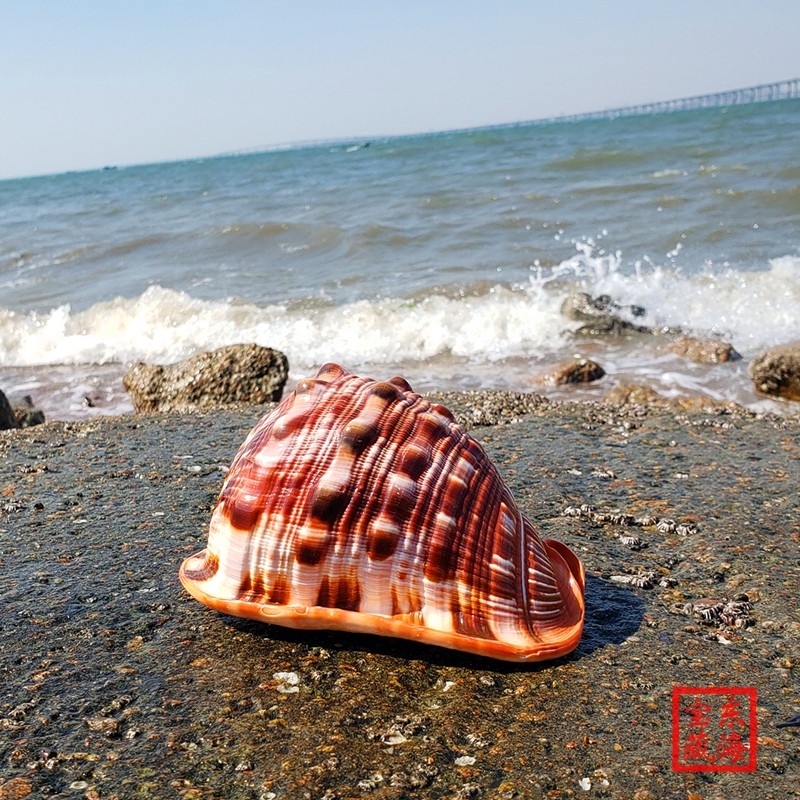 摆件天然办公室造景鱼缸大名四大宝螺大海万宝螺海螺