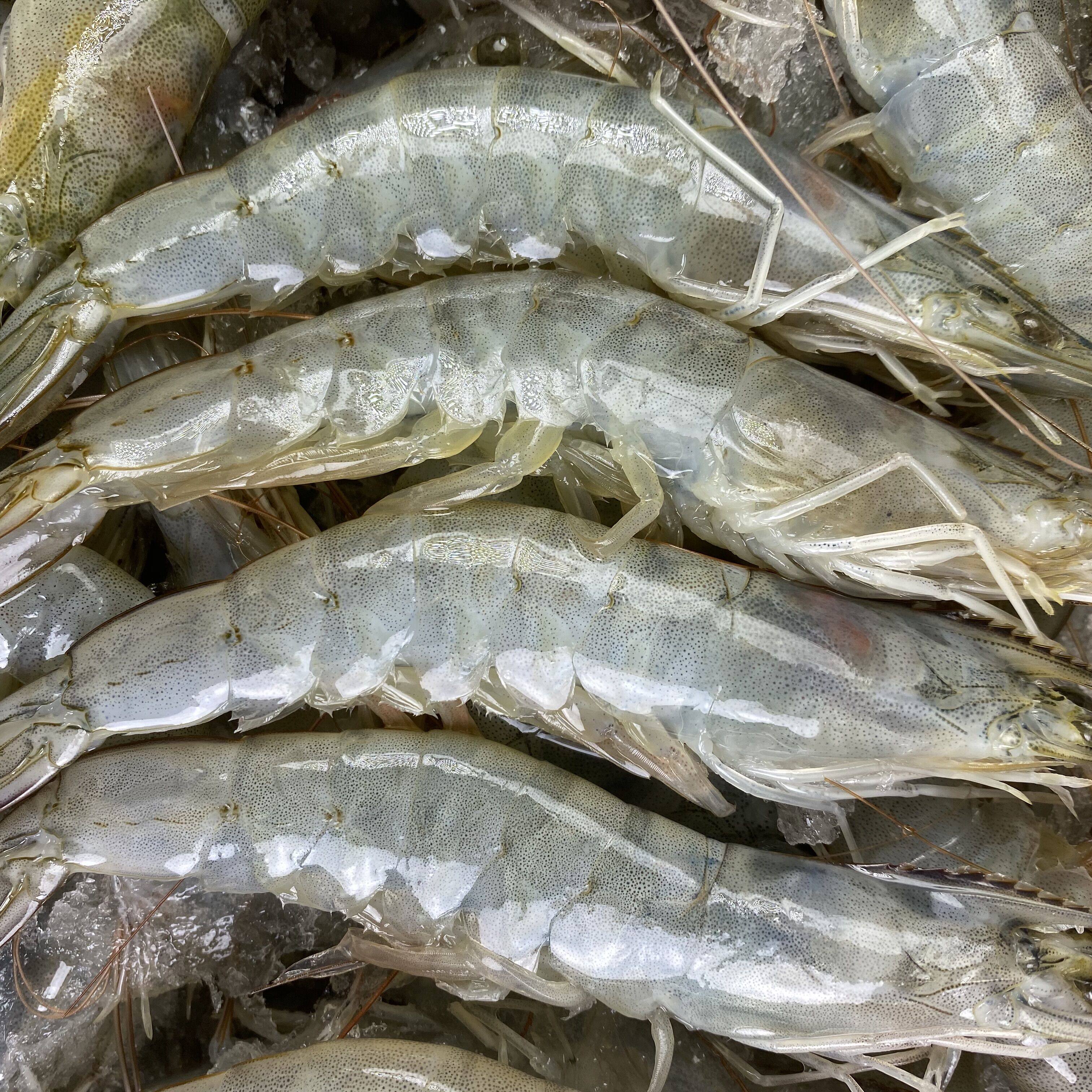 对虾虾包基围青虾美白虾南盐冻海洋海水冷冻冻虾