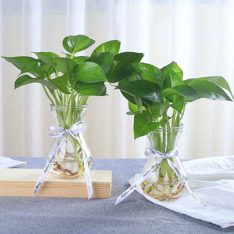 绿萝小盆盆栽植物水花迷你水培可爱室内养好绿植