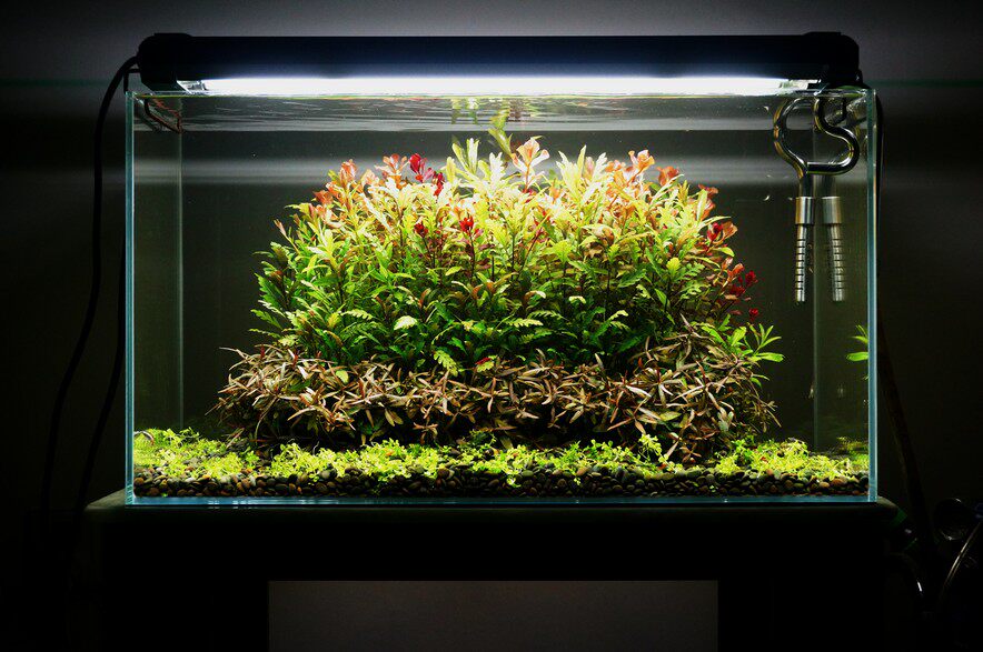 绿园雨蝶已发繁殖水下蓑衣羽裂水草水族后景水草