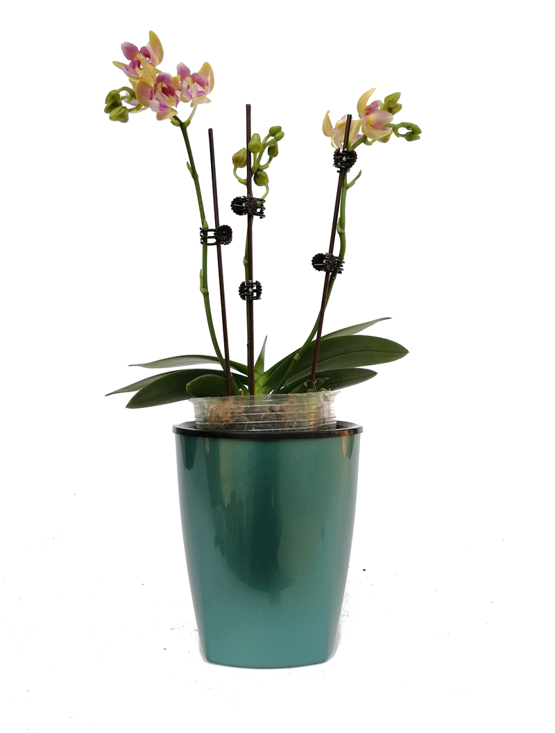 蝴蝶兰控根吸水两用花盆铁皮石斛圆形塑料透气花盆