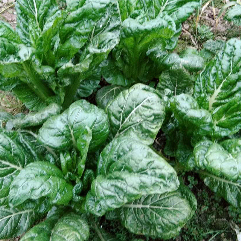 青菜蔬菜新鲜包邮5斤农家自种当季菜重庆特产绿色食用时令栾梗子