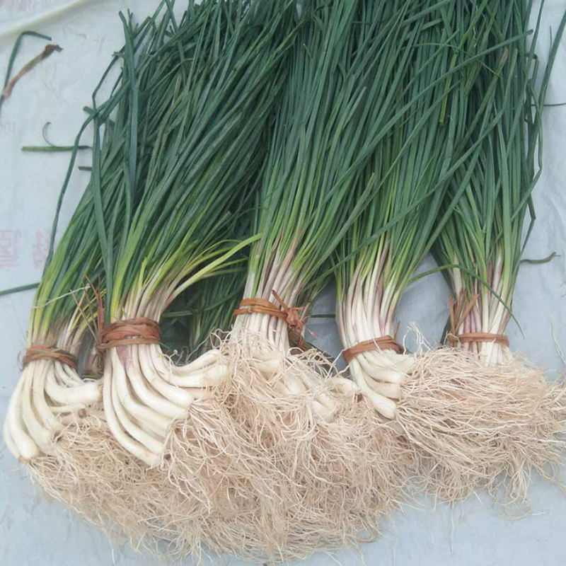 藠头新鲜带叶3斤包邮四川农家当季蔬菜下饭其它
