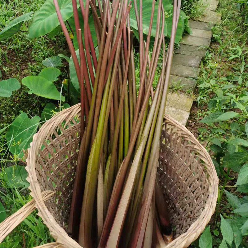 芋苗新鲜蔬菜包邮2斤3斤4斤5斤青色芋荷其它