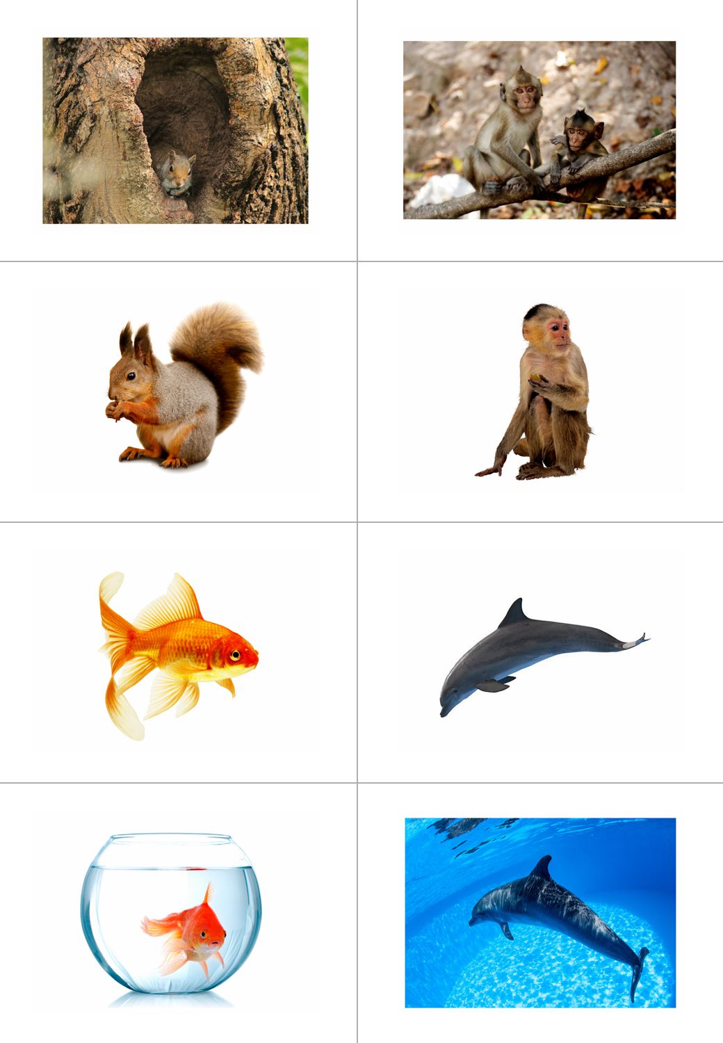 动物住在哪里 自闭症幼儿童 认知康复卡片语言发育迟缓教材教具