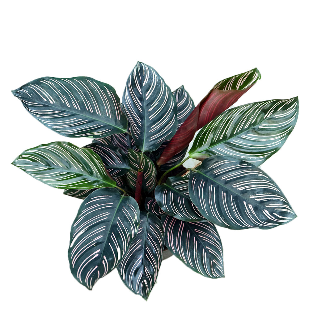 竹芋网红观叶观花观花绿植碧卡秋竹苹果美丽丽竹绿植