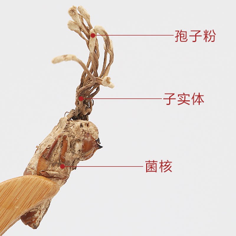 丹杵药坊金蝉花粉粉蝉草虫花蝉菌现磨纯粉代其他药食同源食品