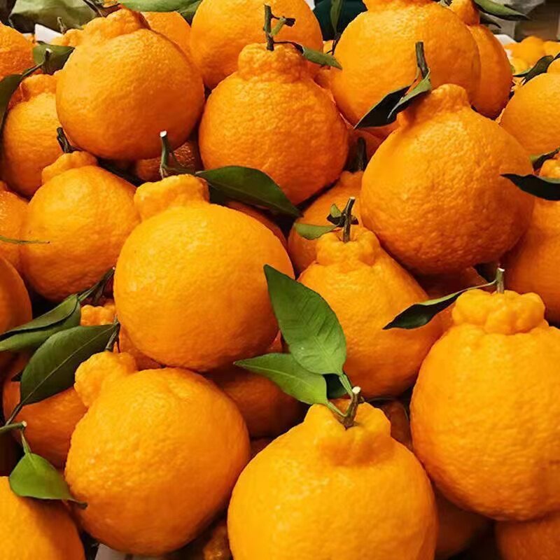 水果湖北宜昌蜜桔10斤当季新鲜桔子青皮橘子桔子
