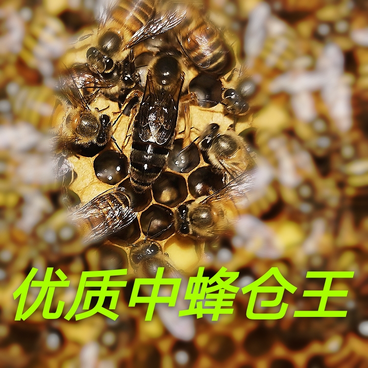 中蜂蜂王高产王开产王种王阿坝双色仓王金坝王处女王包邮