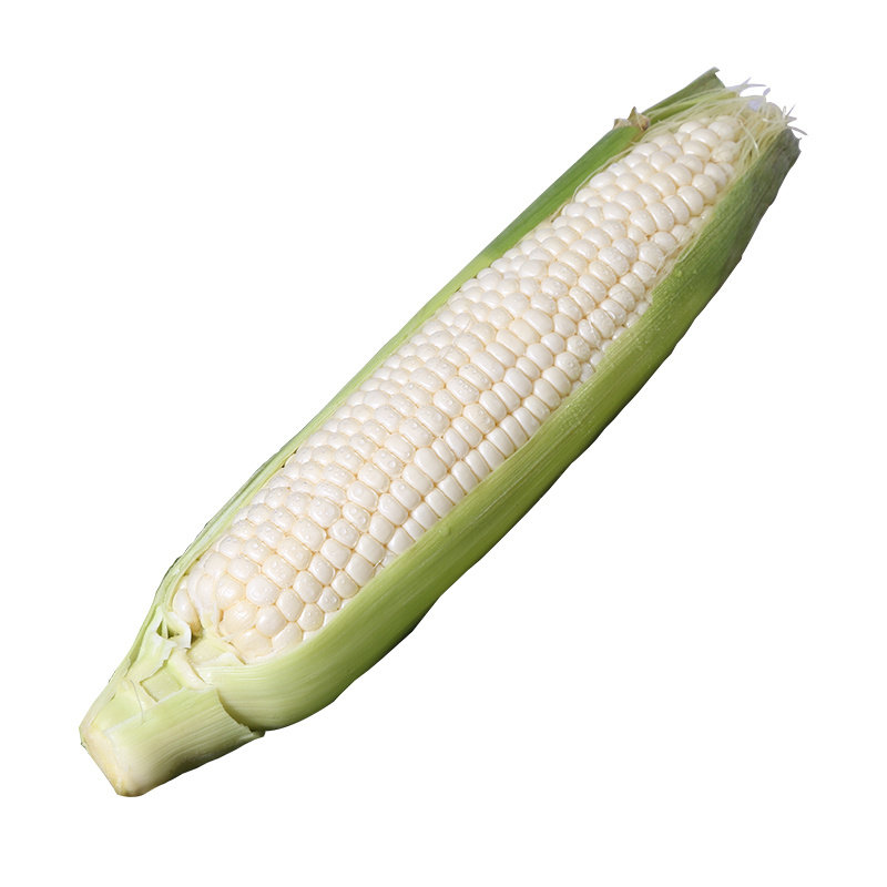 福建漳州爆浆牛奶水果玉米新鲜冰糖白玉米可新鲜玉米