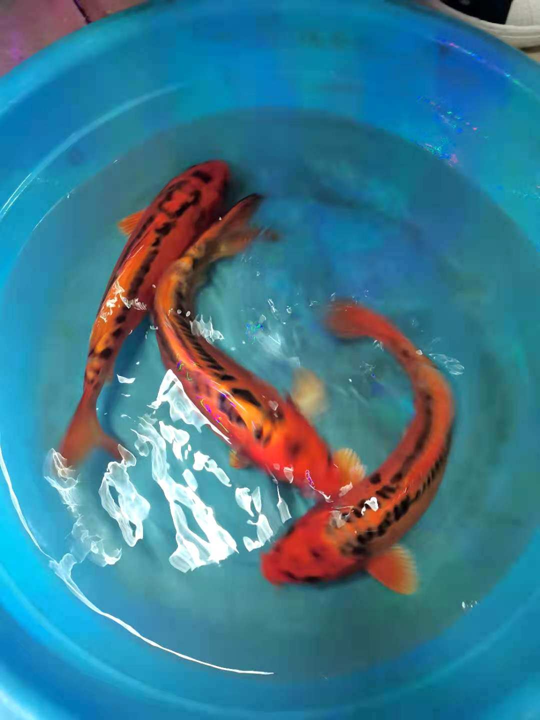 德系红松松叶龙凤锦鲤活体鱼苗观赏鱼大部分地区10包鱼