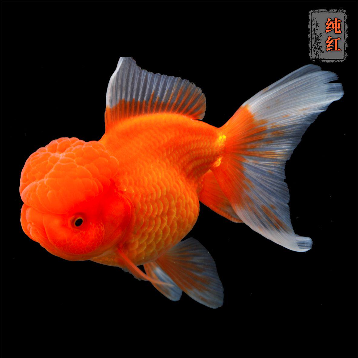 鎏金金鱼观赏鱼活体红白包金金麒麟淡水鱼小尾高背鱼