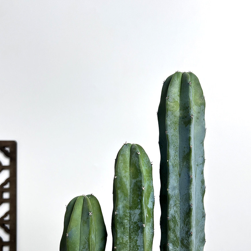 仙人龙神木神木量天尺室内防辐射仙人掌办公桌好养花卉多肉植物