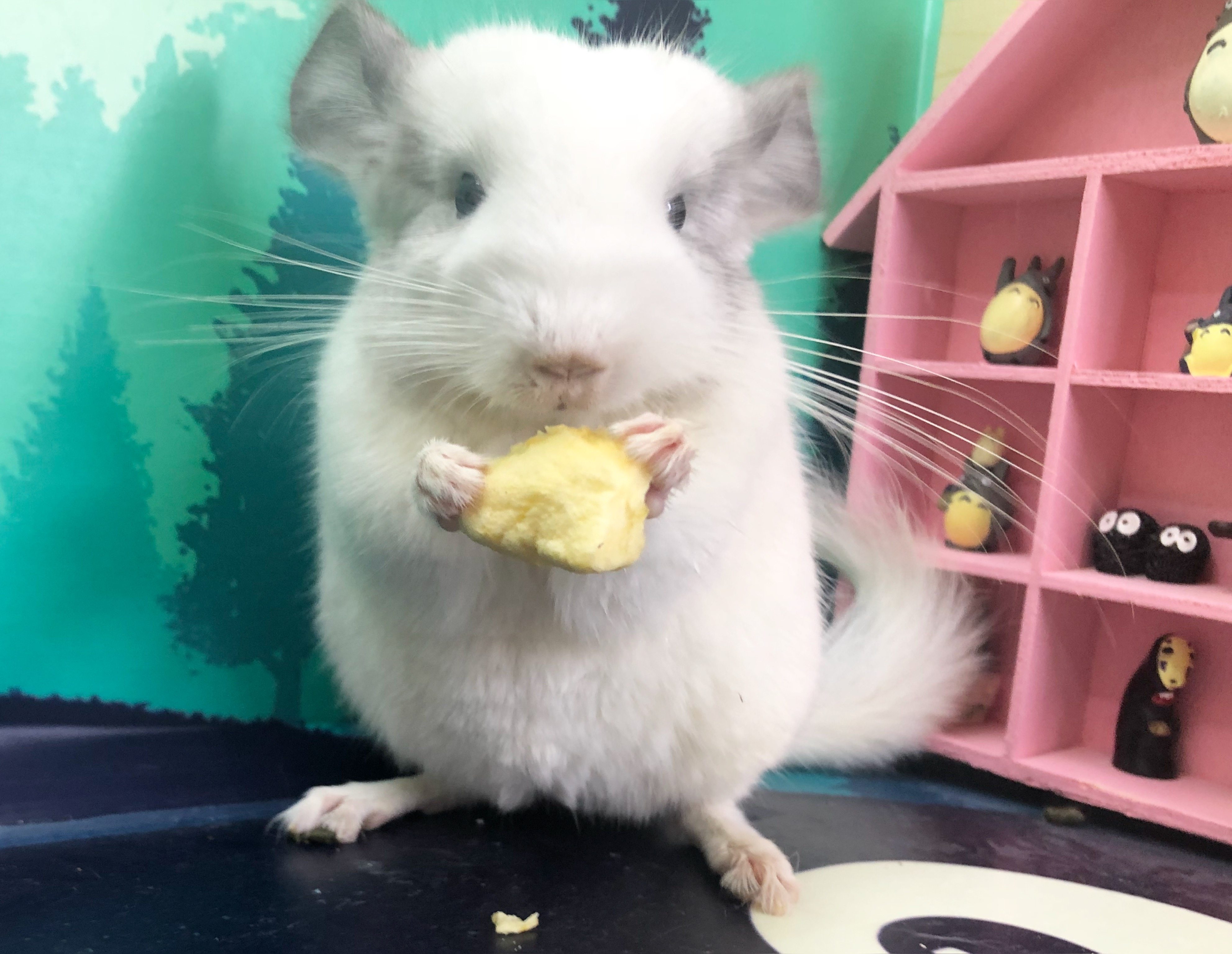 大婶龙猫自家繁殖活体龙猫宝宝银斑龙猫宠物小精灵