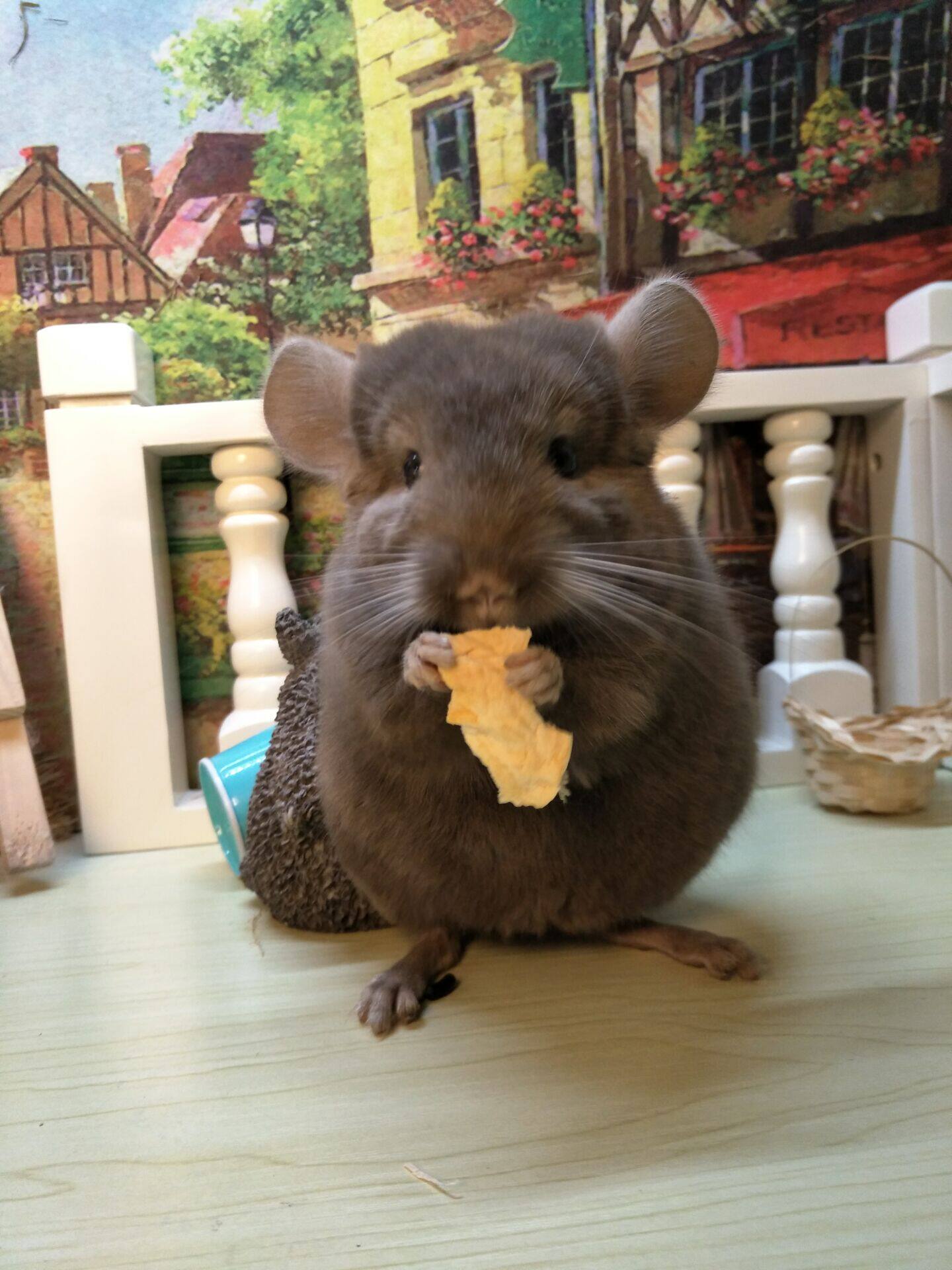 龙猫大婶自家繁殖活体猫宝宝2个月深咖龙猫