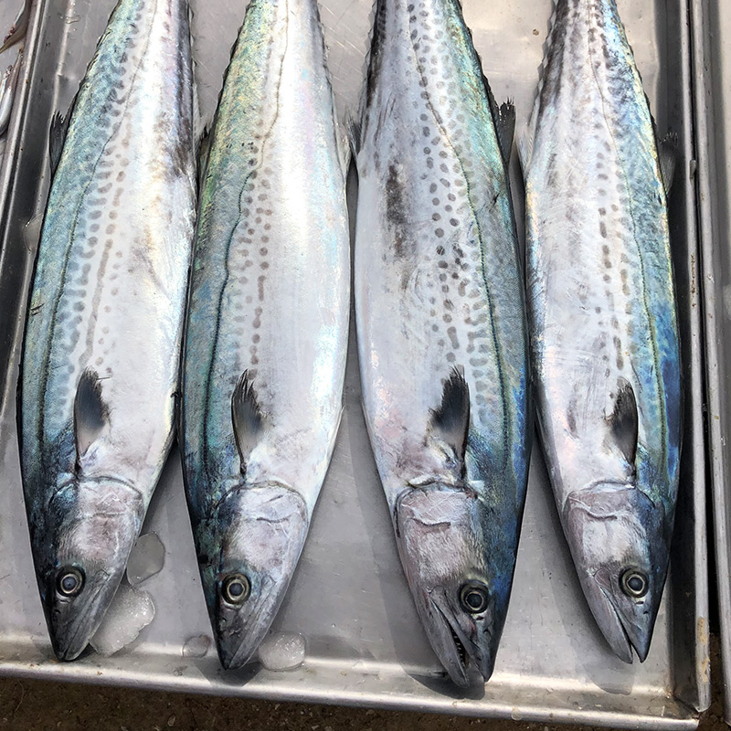 新货冷冻马鲛鱼野生超大海鱼深海新鲜青岛鲜活马鲛鱼