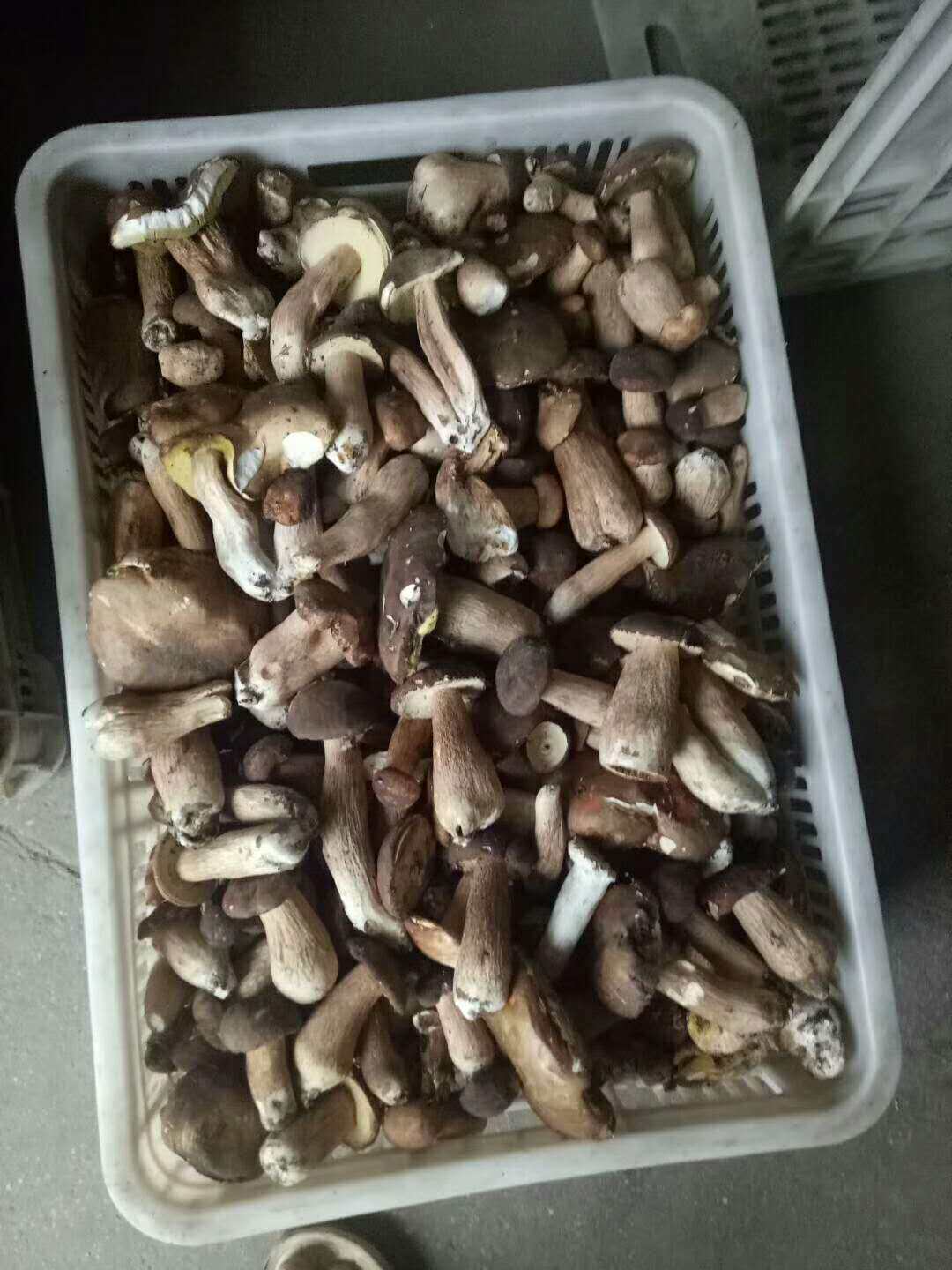 福建宁德白水洋农家土特产苦菇野生菌苦行菇待凉后如会议白瓜子仁