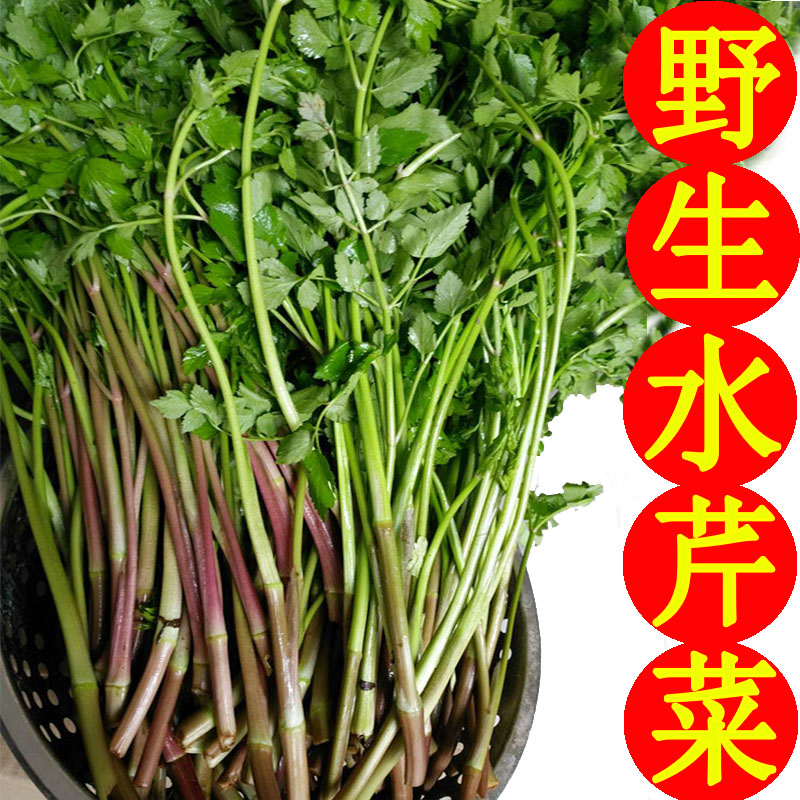 野生水芹菜小叶水芹菜农家野菜新鲜蔬菜湖南特产水芹菜5斤装包邮