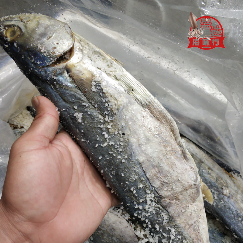 梅香广东马鲛鱼马胶鱼咸鱼马交鱼整条称重销售茄子马鲛鱼