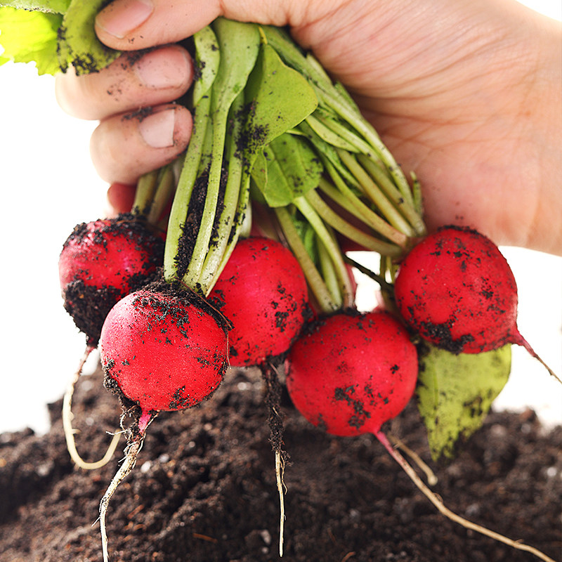 樱桃小萝卜红丁东北当季水果新鲜甜脆农家酱菜萝卜