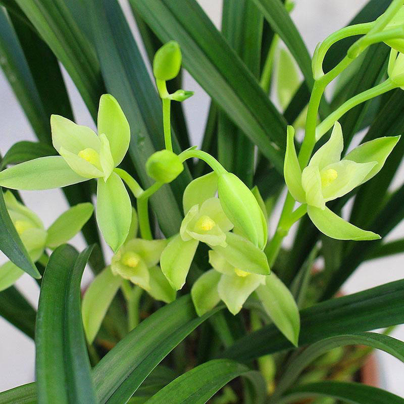 盆栽剑兰阳台兰花金边兰草七仙女花卉室内植物国兰