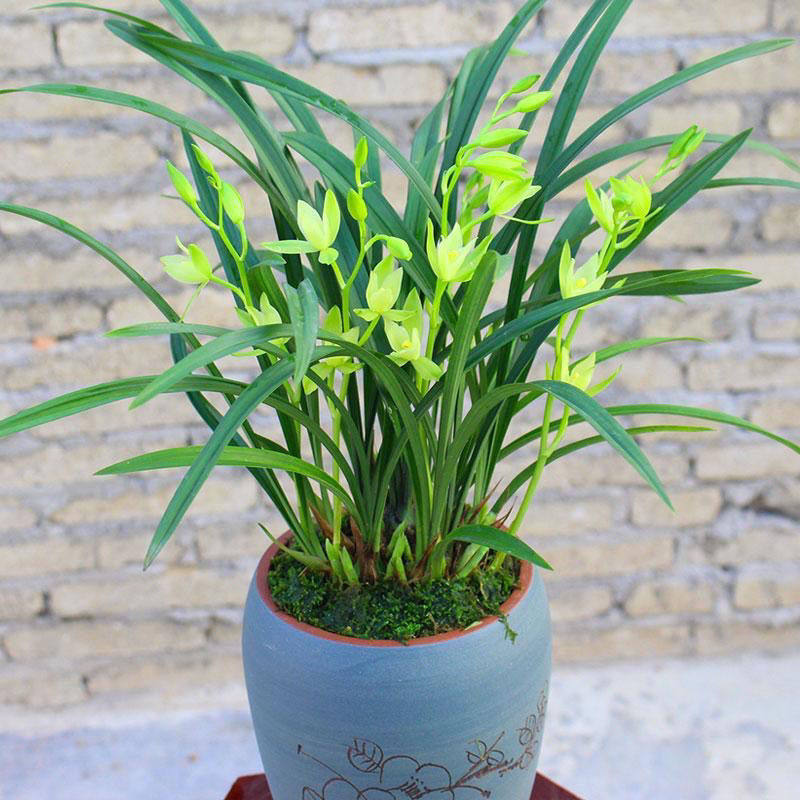 盆栽剑兰阳台兰花金边兰草七仙女花卉室内植物国兰