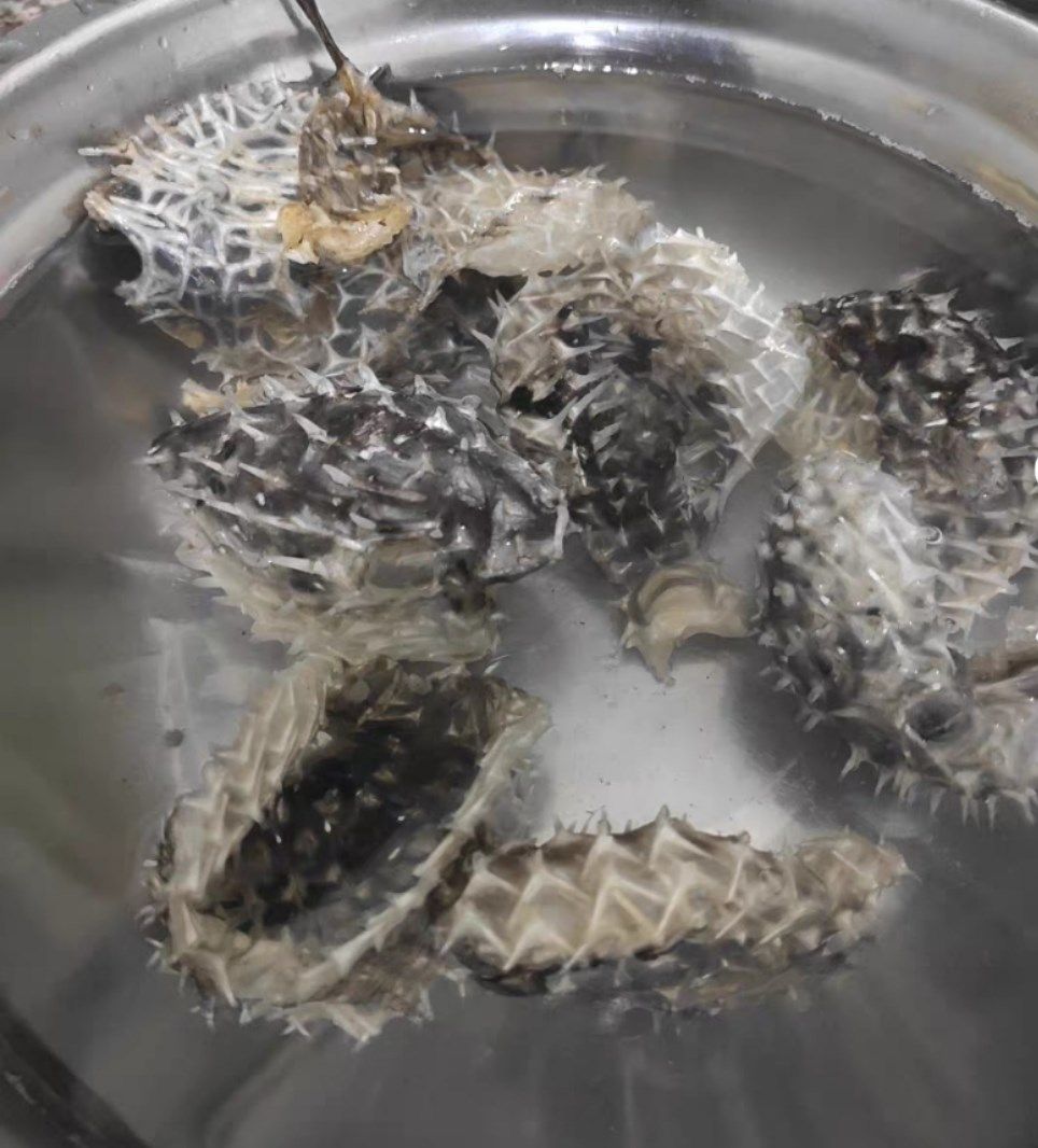 刺龟阳江刺豚赤龟皮中号深海野生生养胃刺龟鱼鱼干