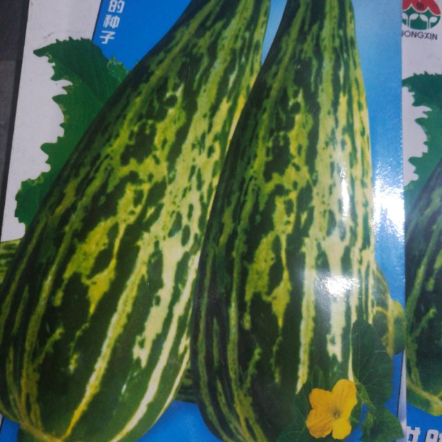 金龙梢瓜种子 东北骚瓜香蜜花纹蔬菜品种酸甜可口 南方称越白菜瓜