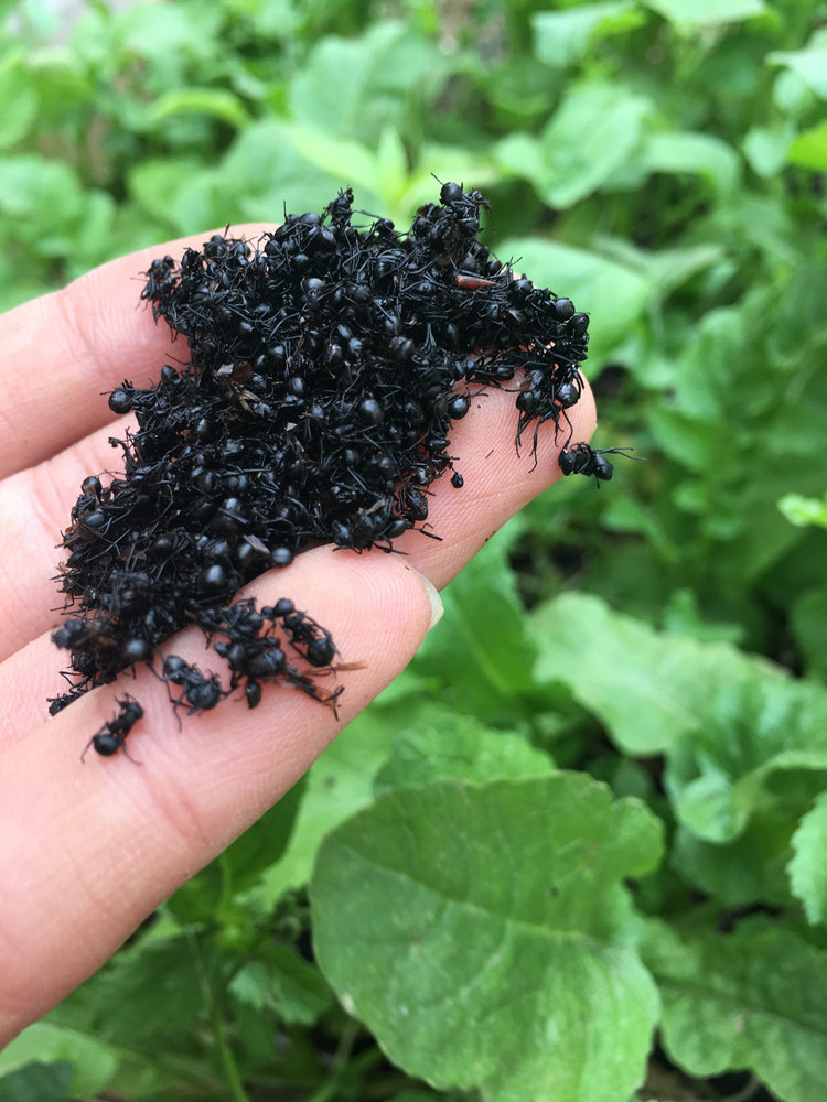 黑蚂蚁干正品生拟黑多刺新鲜酸足干货新货中药材蚂蚁