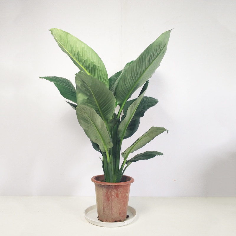 万年青绿巨人盆栽室内客厅大型植物白掌绿植花卉绿植