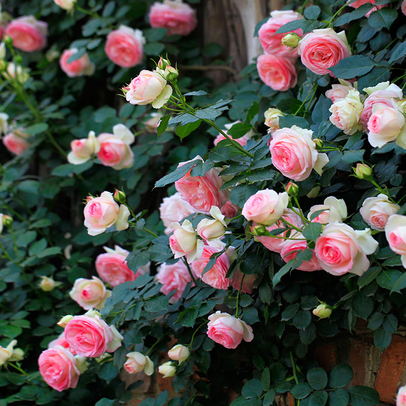包邮欧月藤本月季花苗大花浓香玫瑰爬藤蔷薇庭院空气净化剂