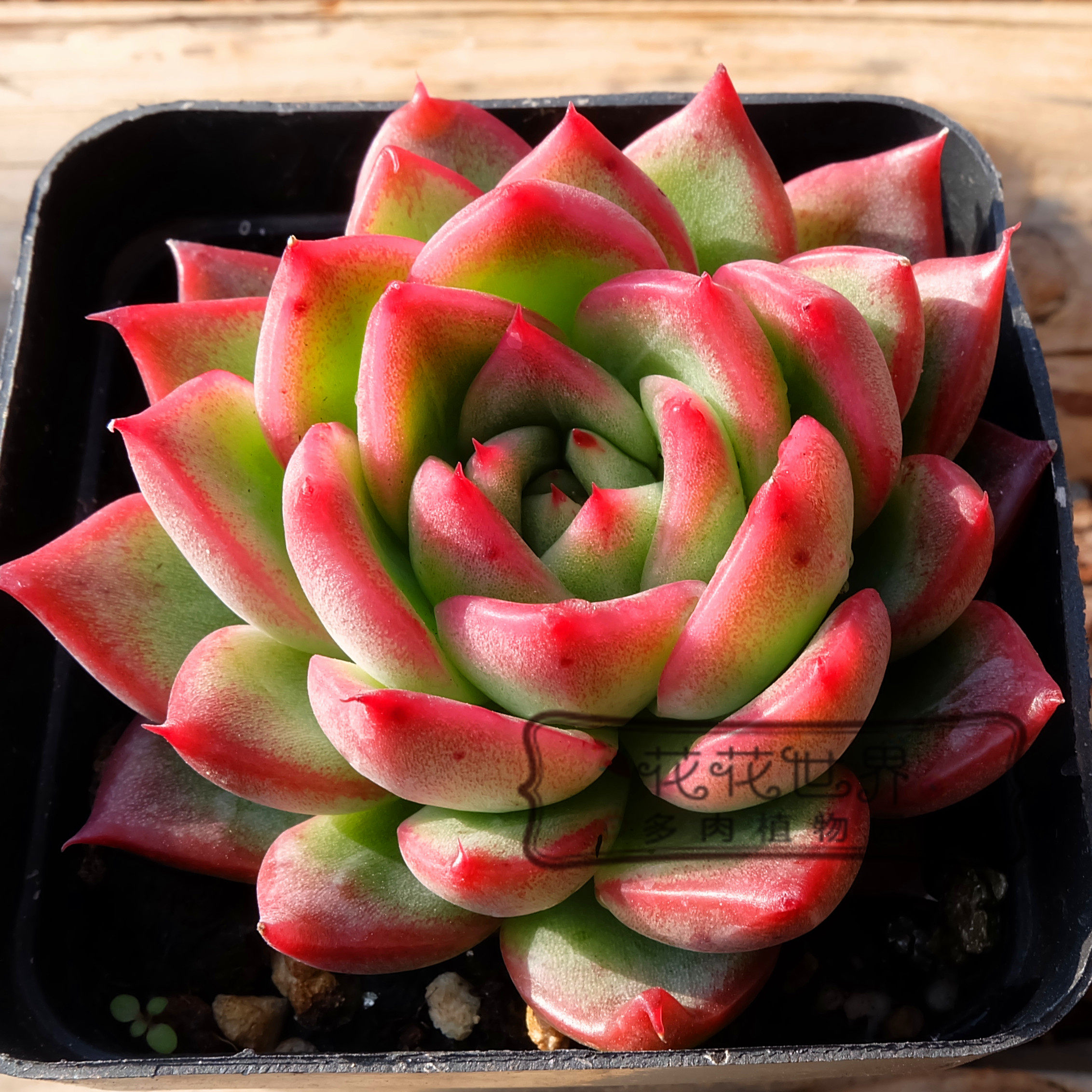 多肉瑞安娜花花世界佛洛弗罗精品品大单头杂交新品多肉植物