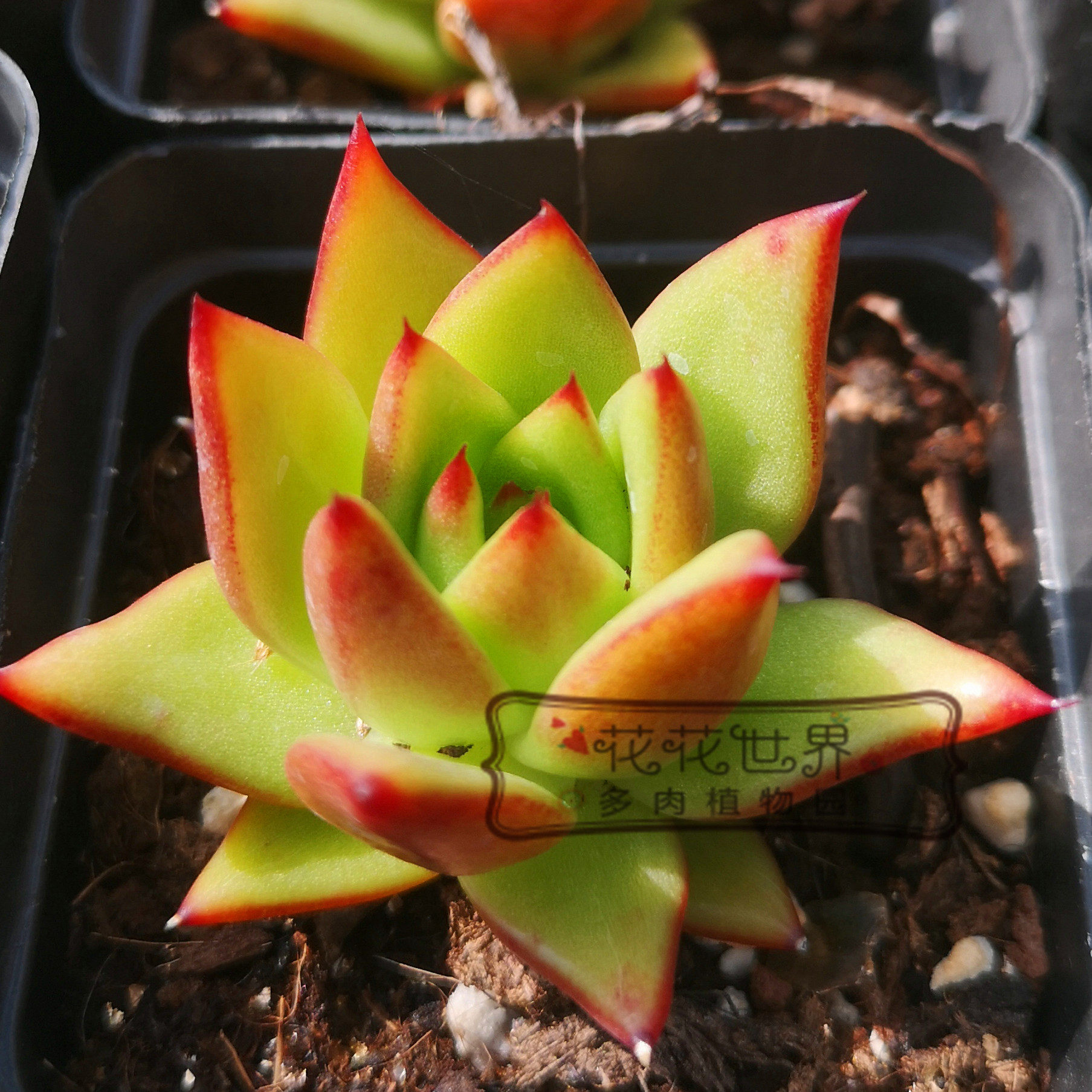 植物冬云花花世界多肉野马系多红色单头绿植露养多肉植物