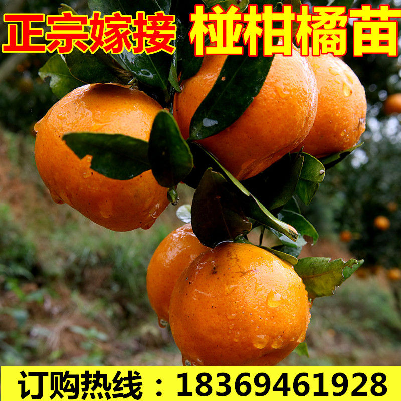 橘子树苗 椪柑橘子苗 芦柑橘苗 桔子苗 椪柑树苗 椪柑苗 南方种植