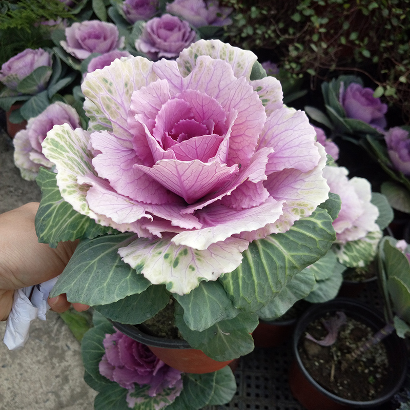 三色羽衣甘蓝盆栽花苗观赏花卉皱叶甘蓝户外绿化绿植