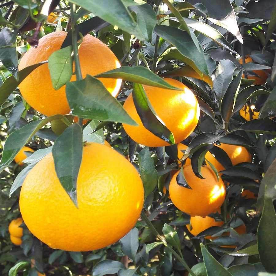 四川爱媛38号果冻10斤橙子新鲜当季水果柑橘橙