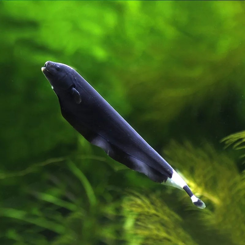 线翎电鳗黑羽羽毛魔鬼刀鱼小型热带鱼观赏活体鱼
