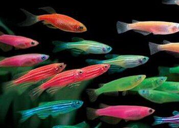 斑马鱼小型热带淡水 活体好养群游 绿翡翠柠檬 糖果斑马 套餐包邮