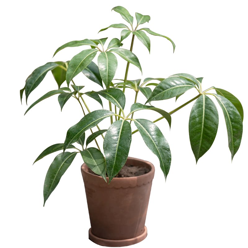 植然空间日本大叶植物盆栽进口室内耐阴好养绿植