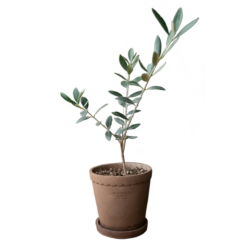 植然空间丨油橄榄树室内桌面植物小盆盆栽网红绿植