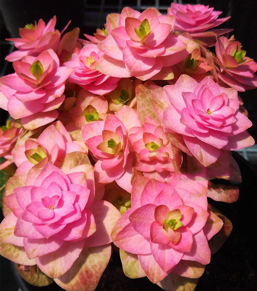 新品上架太阳太阳神神殿大花绣球重瓣露台庭院时令草本花卉