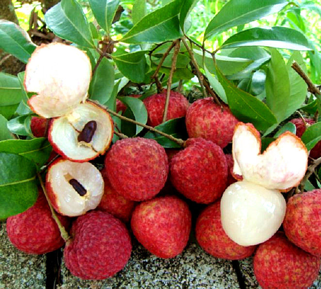 荔枝改良冰荔仙进奉桂无核鸡嘴嫁接苗水水果果树