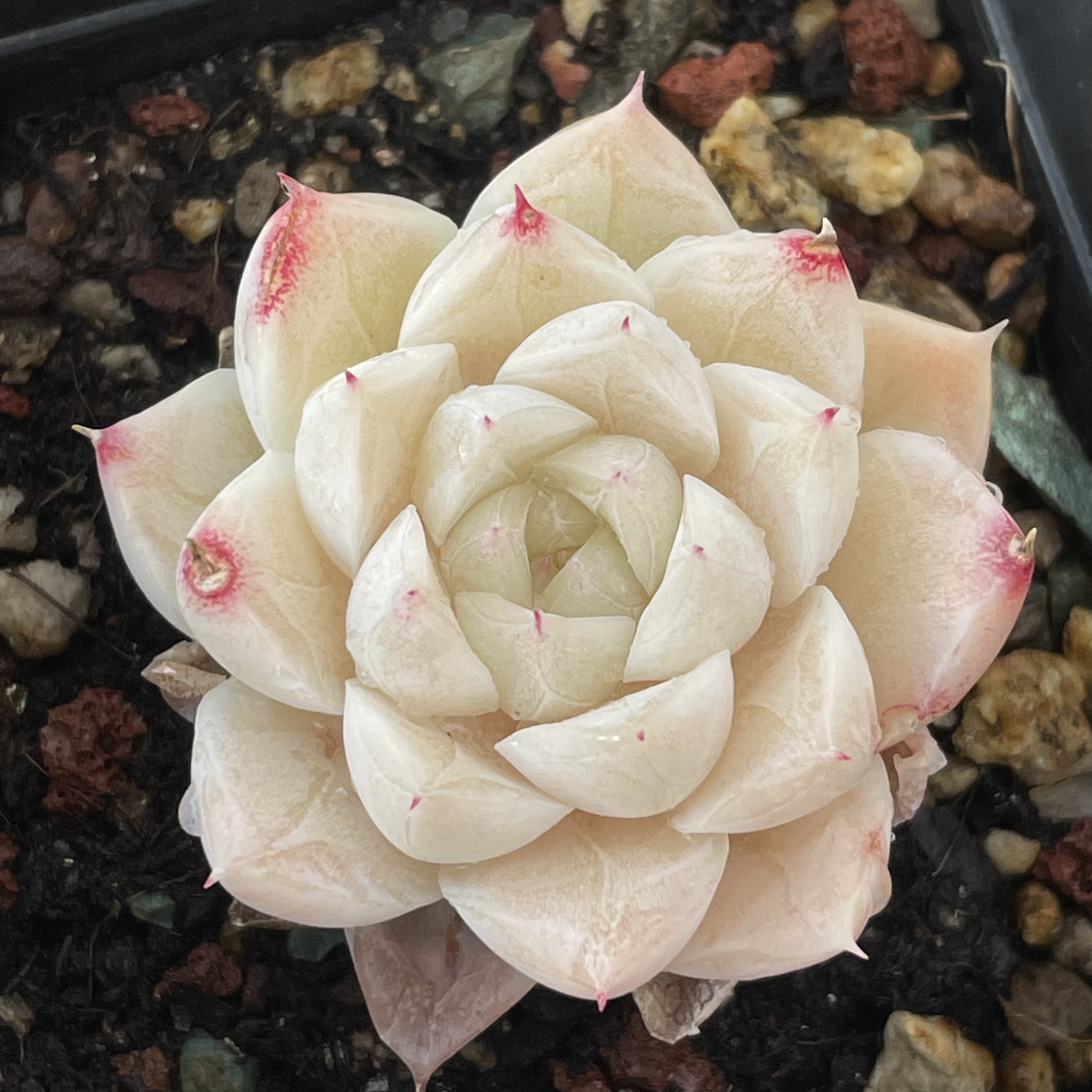 女王玫瑰多肉植物韩国新品一物一拍血斑肉肉花卉绿植园艺88包邮