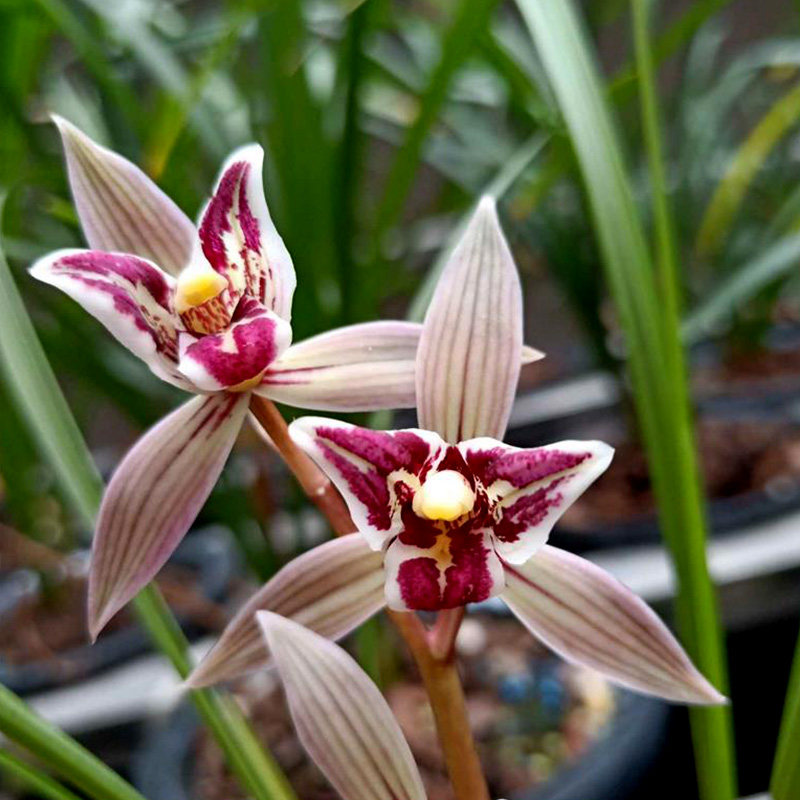 沁鲜园莲瓣兰红满天名贵老种兰花花苗室内办公室花卉