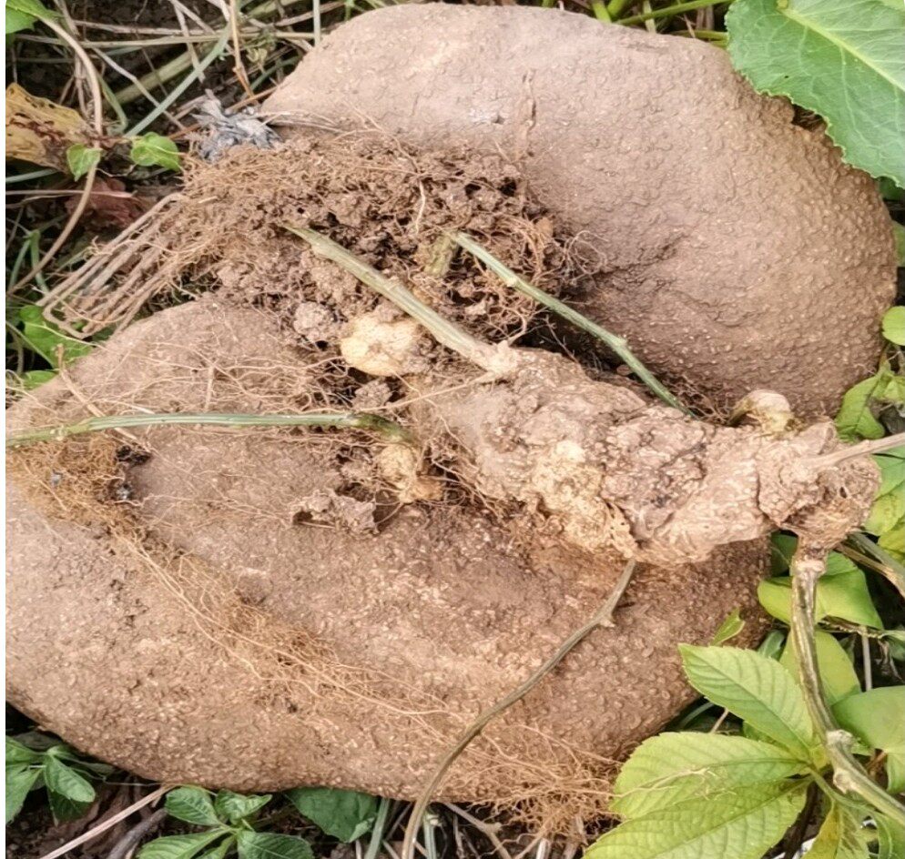 包邮罗锅底金龟蛇莲锅底曲莲贵州药材中草新鲜其他药食同源食品