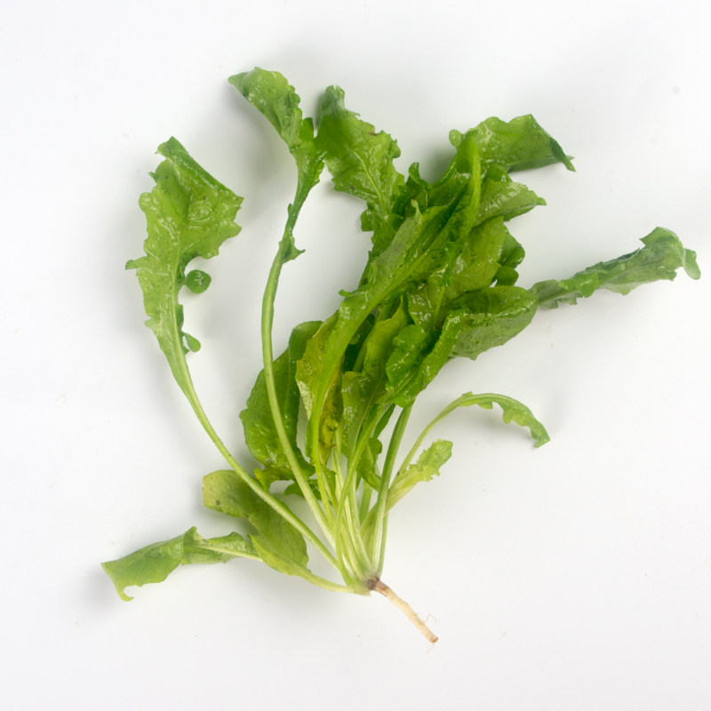 精品荠菜500克 新鲜蔬菜野菜 沃鲜汇生鲜超市菜市场馄饨饺子